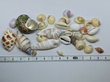 天然 貝殻 貝 shell box 能登千里浜国民休暇村 能登千里浜 お土産 レトロ 雑貨 小物_画像5