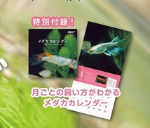 月刊アクアライフ 2023年5月号付録★月ごとの飼育法と豆知識・メダカ カレンダー_画像3