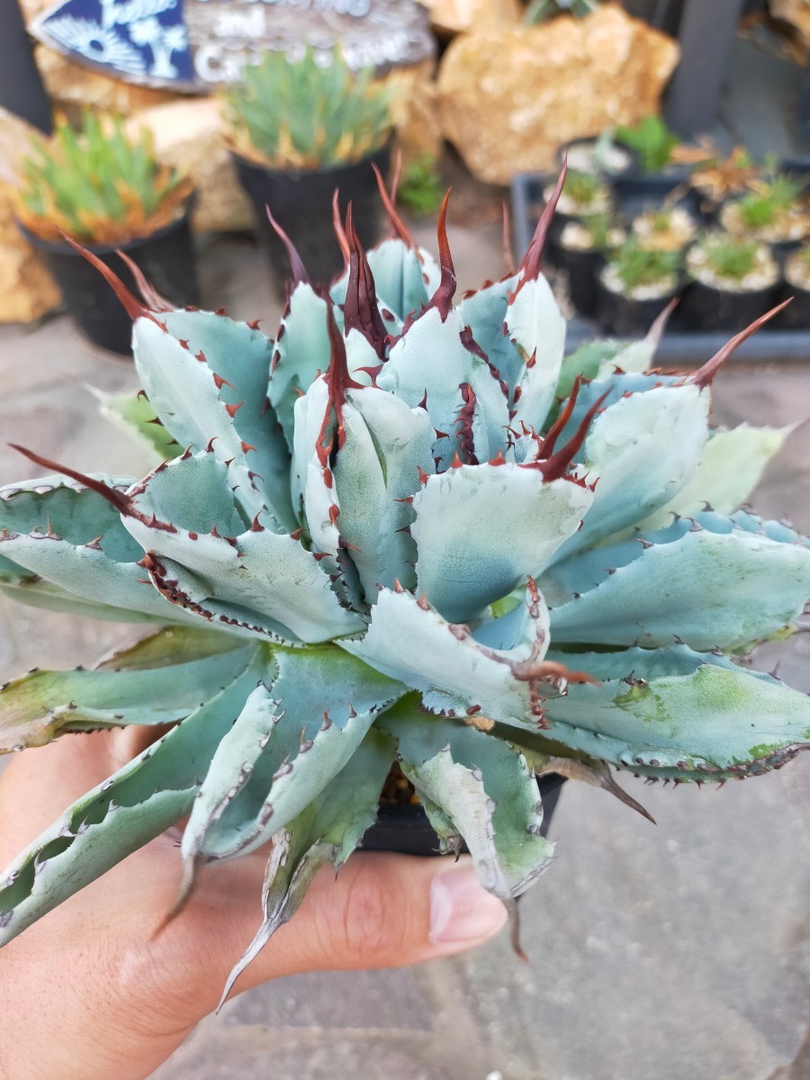 品質検査済 yossss様専用 アガベ 3種 植物/観葉植物 - atcenteramerica.com