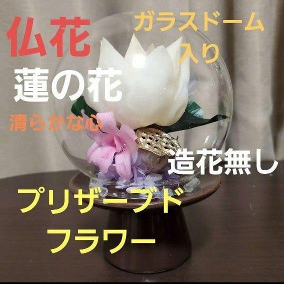 特選 プリザーブドフラワー 蓮の花　(清らかな心) ガラスドーム