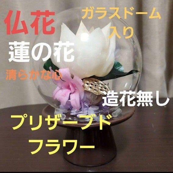 特選 プリザーブドフラワー 蓮の花 (清らかな心) ガラスドーム