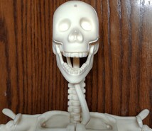 人体骨格模型_画像5