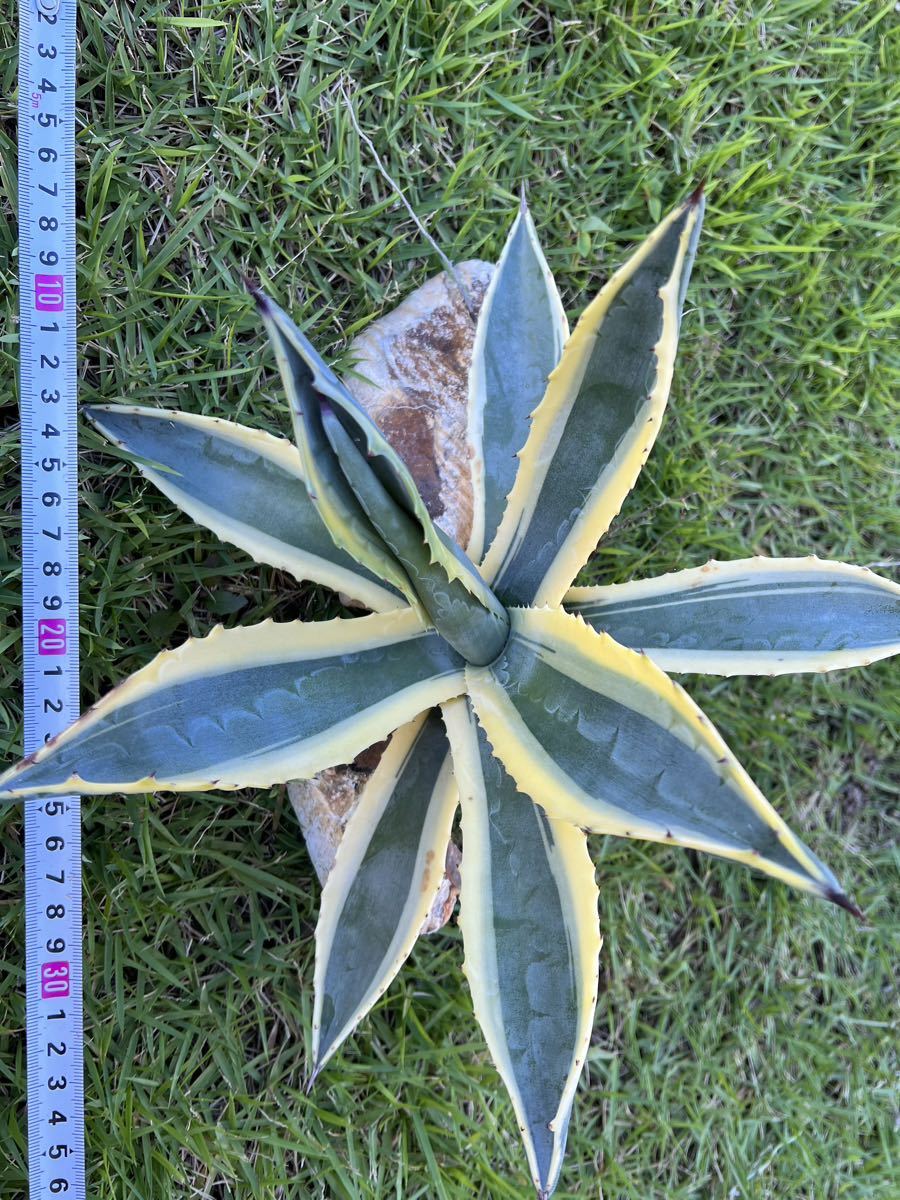 農園直送】大サイズ AGAVE アガベ アメリカーナ錦 アメリカーナ 斑入り
