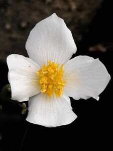 白雪ケシ　苗　2株　山野草　抜き苗