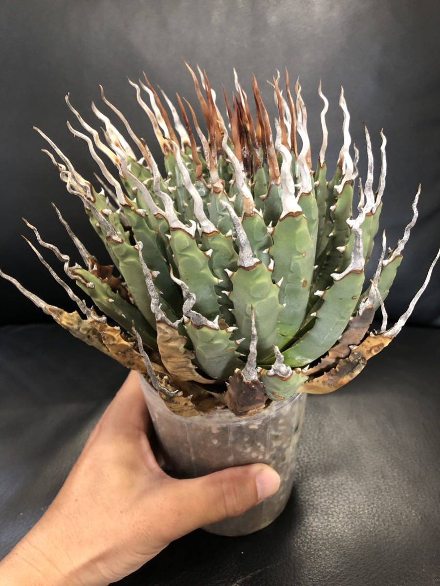 品質検査済 yossss様専用 アガベ 3種 植物/観葉植物 - atcenteramerica.com