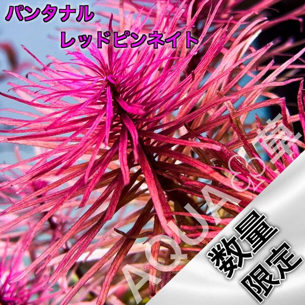【超希少】パンタナル レッドピンネイト 1本5cm~ 水中葉