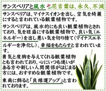 土を使わず清潔感あるゼオライト植えのミニ観葉植物 Aタイプ サンスベリア 2鉢セット 送料無料 ハイドロカルチャー_画像10