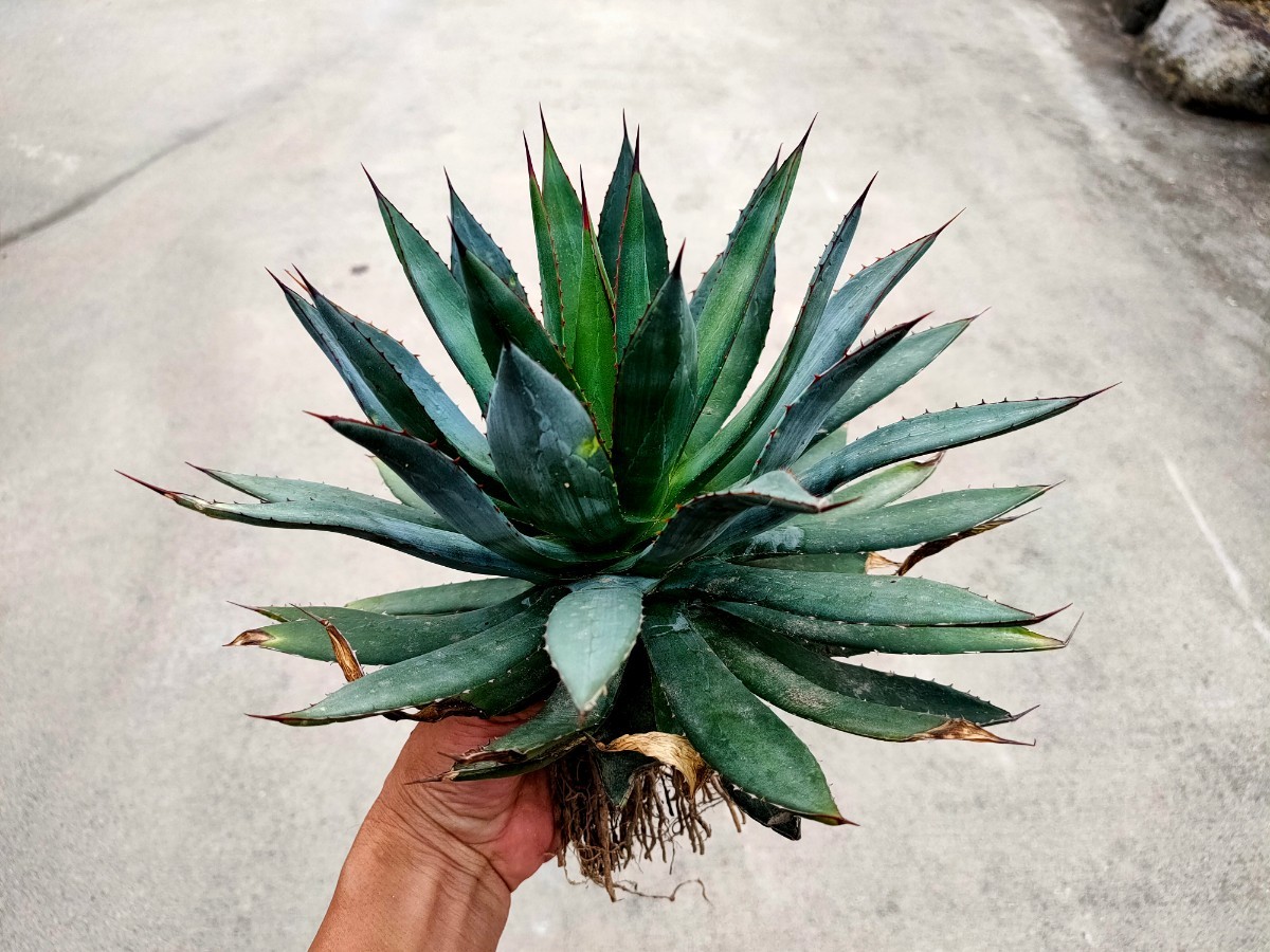 ヤフオク! -「フィリフェラ」(アガベ) (観葉植物)の落札相場・落札価格