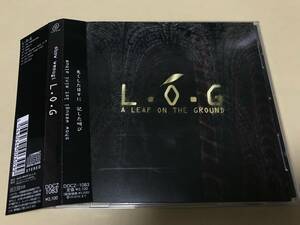  сверху криптомерия ./L.O.G/WANDS/al.ni.co/ кошка .