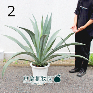 【現品】アガベ・アオノリュウゼツラン 10号（2）Agave americana var. marginata