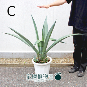 【現品】アガベ・アオノリュウゼツラン 10号（C）Agave americana var. marginata