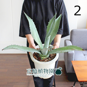 【現品】アガベ・アメリカーナ・エクスパンサ 8号 白鉢（2）Agave americana expansa