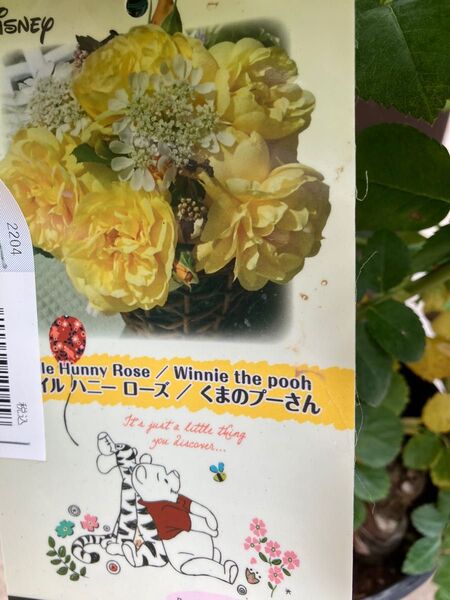 ディズニーランドローズプーさん正規品　薔薇苗　接木苗　薔薇　薔薇