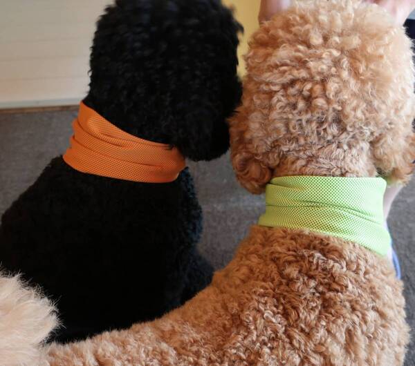 オレンジ Lサイズ【熱中症対策】冷感タオルのスヌード 犬 ペット 暑さ対策 冷やす 夏用 大型犬用