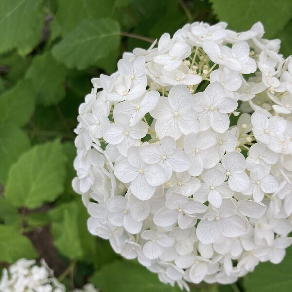 挿し穂 3本 アナベル 白 ホワイト 薄いグリーン ドライフラワー