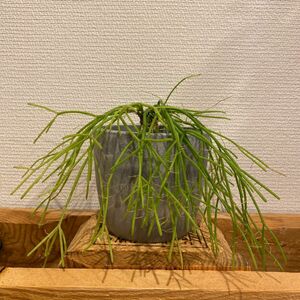 発根済　リプサリス　カット苗　ぬき苗観葉植物　ミルクブッシュ に似てる　苗　カッサス