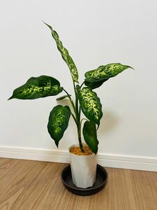 ディフェンバキア　コンパクタ　観葉植物