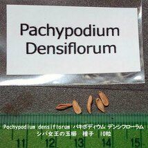 多肉植物 種子 種 Pachypodium densiflorum パキポディウム デンシフローラム シバ女王の玉櫛 種子　10粒_画像2