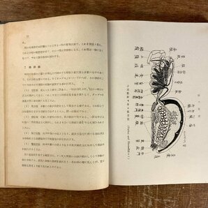 BB-5902 ■送料込■ 日本アルプス山系の蜘蛛 クモ クモ類 小松進 本 古本 古書 古文書 写真 非売品 昭和16年 163P 印刷物/くKAらの画像7