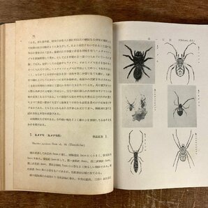 BB-5902 ■送料込■ 日本アルプス山系の蜘蛛 クモ クモ類 小松進 本 古本 古書 古文書 写真 非売品 昭和16年 163P 印刷物/くKAらの画像8
