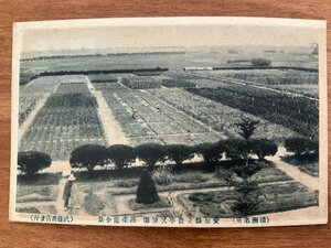 FF-4884 ■送料込■ 愛知県 清洲 愛知縣立農事試験場 蔬菜園 人 農業 風景 景色 戦前 レトロ 昔 絵葉書 エンタイア 写真 古写真/くNAら