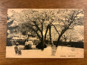 JJ-1198 ■送料込■ 北海道 商港の小樽 桜 景色 風景 絵葉書 エンタイア 古写真 写真 印刷物/くSIら