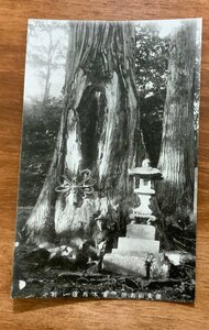 FF-4988 ■送料込■ 群馬県 上州沼田 迦葉山 古木馬隠れ杉 御神木 杉の木 人 神社 寺 宗教 風景 景色 戦前 絵葉書 写真 古写真/くNAら