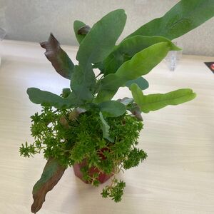 フレボディウム（ブルースター）観葉植物