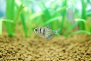 PURE** prompt decision! black Tetra 10 pcs same packing OK** beginner *