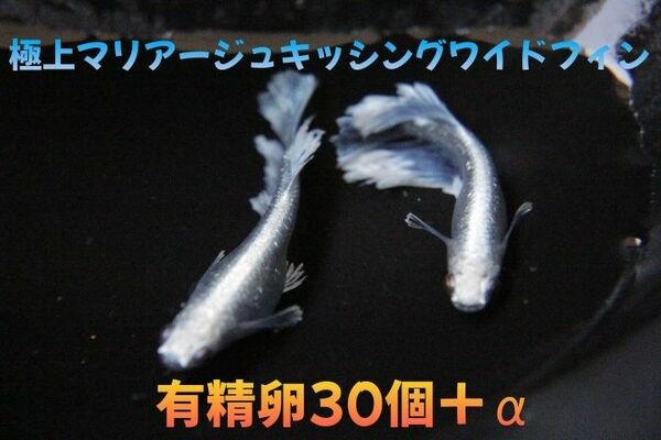 ◆◆だんごメダカ◆◆垂水氏血統「マリアージュキッシングワイドフィン」有精卵30個プラスα★即日発送可能★☆