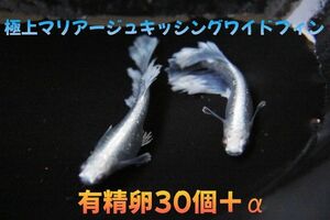 ◆◆だんごメダカ◆◆垂水氏血統「マリアージュキッシングワイドフィン」有精卵30個プラスα★匿名配送★☆