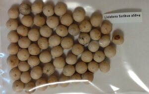 リヴィストナ サリバス 種子 50粒+α Livistona Saribus 50 seeds+α 種 リビストナ ヤシ ビロウ