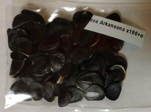  yucca Alkane sana seeds 100 bead +α Yucca Arkansana 100 seeds+α kind Alkane sa-na