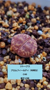 リトープス ブロムフィールディ（柘榴玉） C40 種子15粒