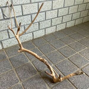  Japan sea. root driftwood {z78}45.×26×8.* search * air plant * put on raw plant * terrarium * breeding for material * aquarium * craft *b lunch wood 