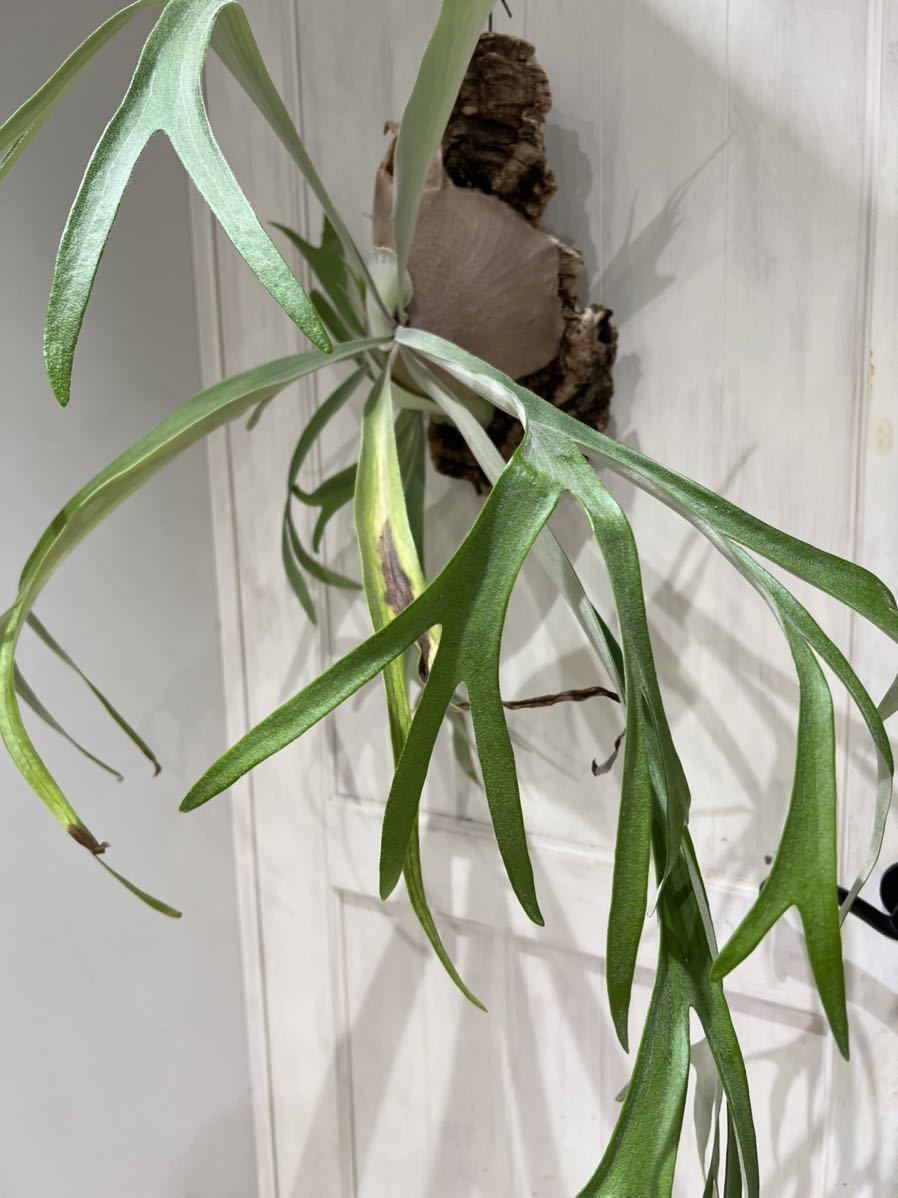 ヤフオク! -「§north」(観葉植物) の落札相場・落札価格