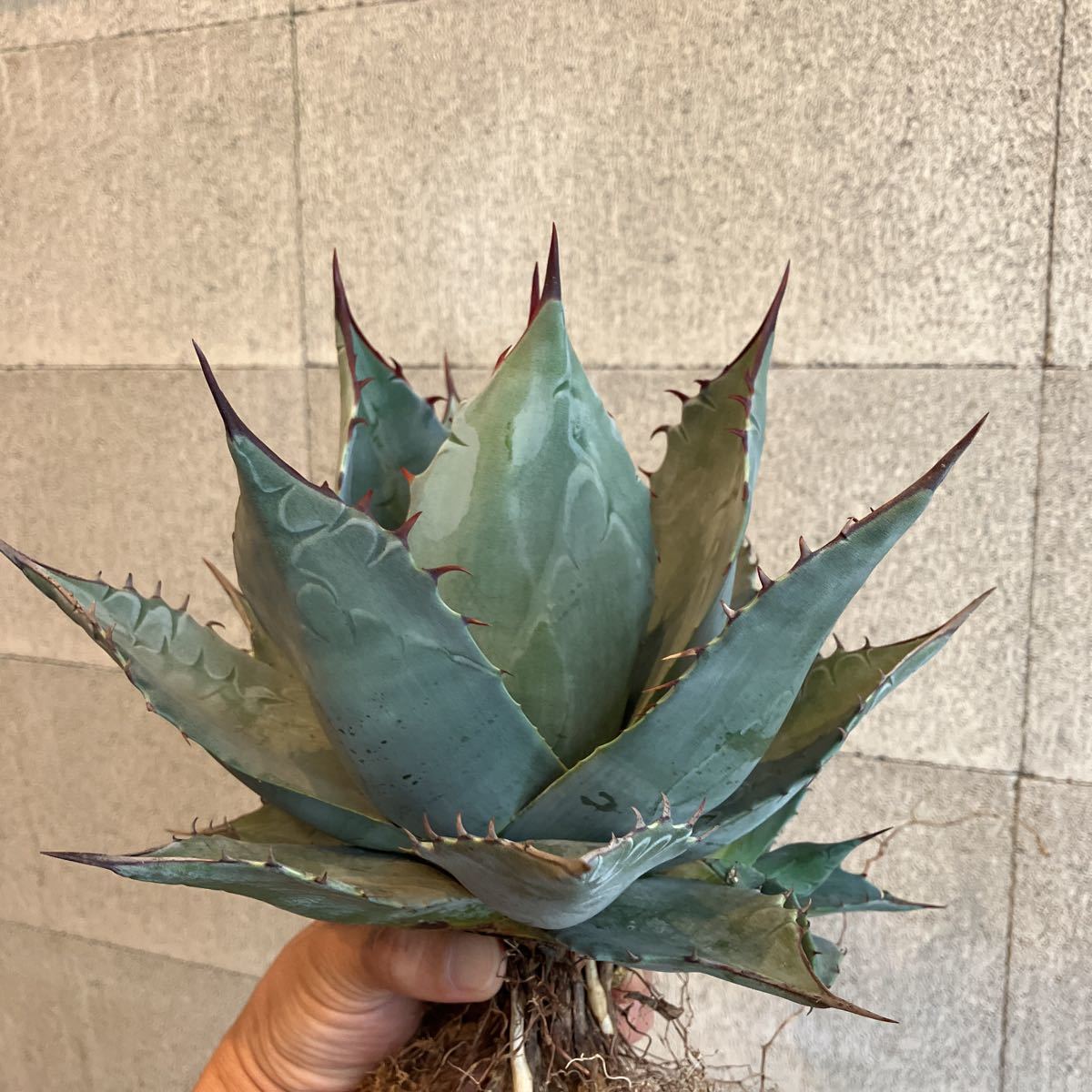 誠実 アガベ 20日(火)までの出品 モンタナ【幅21cm】厳選美株 植物