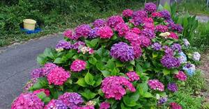  red from red purple . rapidly .. crab color . change hydrangea. excellent sapling 35 centimeter wool root . fully 