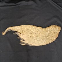 一枚板のオブジェ　W80cm H27cm　珍しい木目　置物　飾り　インテリア　木　板　鳥の羽みたい　床の間　看板　材料　【160a1686】_画像2