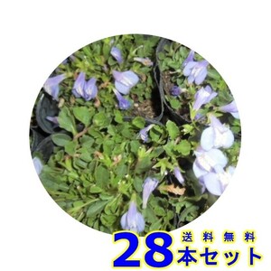 サギゴケ　ムラサキ (鷺苔 紫花) 9.0ｐ 28本 グランドカバー　下草　雑草予防