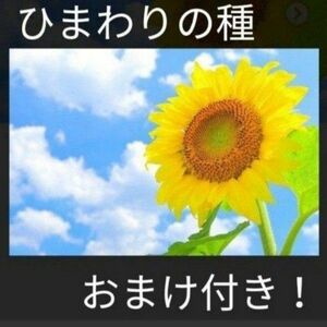 おまけ付き！ひまわりの種とおまけでマリーゴールド、キンセンカの種付けます！