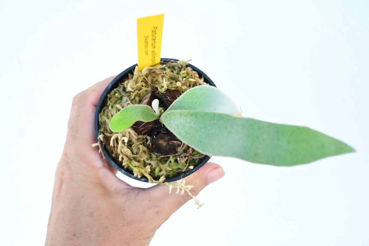 P.willinckii cv.Yellow Moon① @bikamori.com ウィリンキーイエロー