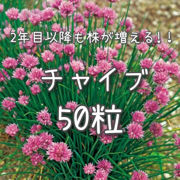 【チャイブのタネ】50粒 種子 種 ハーブ ネギ ねぎ