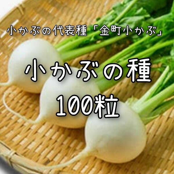 【小かぶのタネ】100粒 種子 種 カブ 蕪 野菜