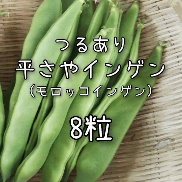 【平さやインゲンのタネ】8粒 種子 種 モロッコインゲン 野菜 いんげん