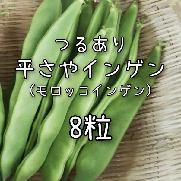 【平さやインゲンのタネ】8粒 種子 種 いんげん モロッコインゲン 野菜