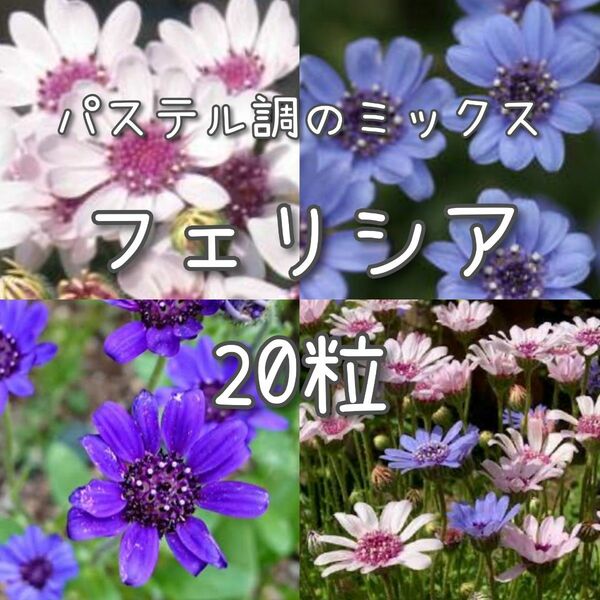 【フェリシアのタネ】20粒 種子 種 花