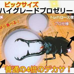 超ビックサイズ！特大65g【30個】ハイグレードクワガタゼリー　成分に拘わり抜いた最高峰　産卵促進・長寿・体力増進　カブトムシゼリー　