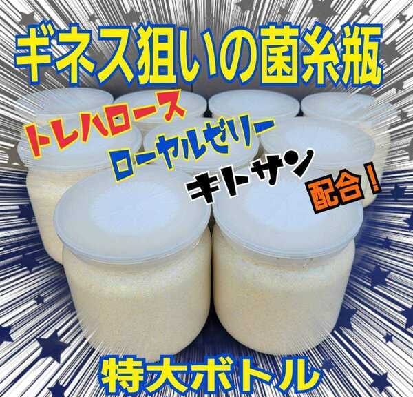 大型狙いに！ヒマラヤひらたけ菌糸瓶　特大1500ml【3本】国産オオクワガタ85mm羽化実績！トレハロース・ローヤルゼリー・キトサン強化配合