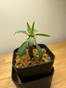 ユーフォルビア フィアナランツォア 多肉植物　Euphorbia fianarantsoae 抜き苗　鉢ごと可